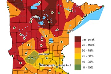 Where to find the best fall colors in Minnesota, as of Thursday.