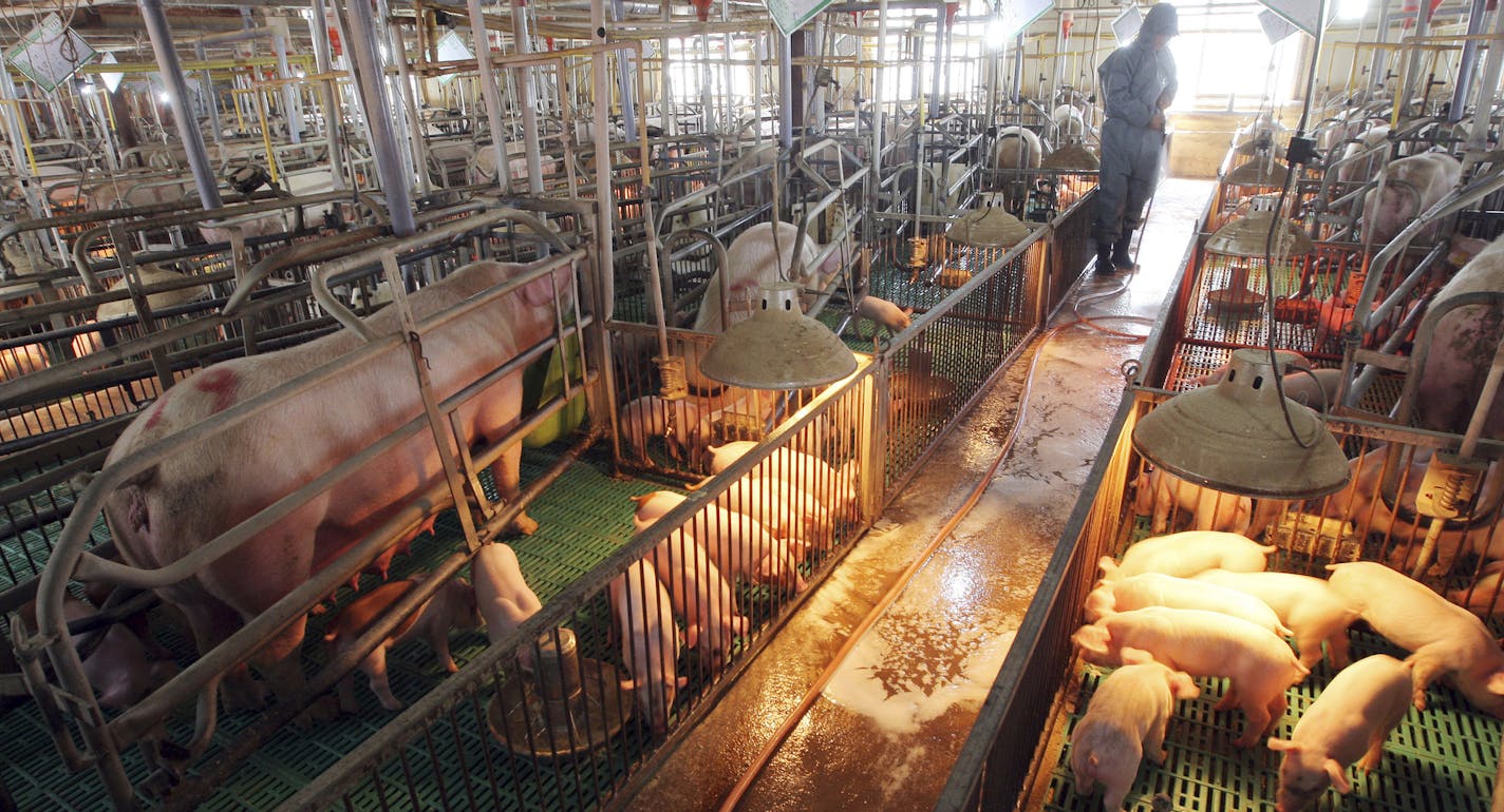 FILE - In this April 29, 2009, file photo, a South Korean farmer sprays disinfectant against a possible swine flu outbreak at a port farm in Paju, South Korea. South Korea is scrambling to prevent the spread of the highly contagious African swine fever on its pig herds after North Korea confirmed an outbreak at a farm near its border with China. (AP Photo/Yonhap, Lee Jung-hoon, File)