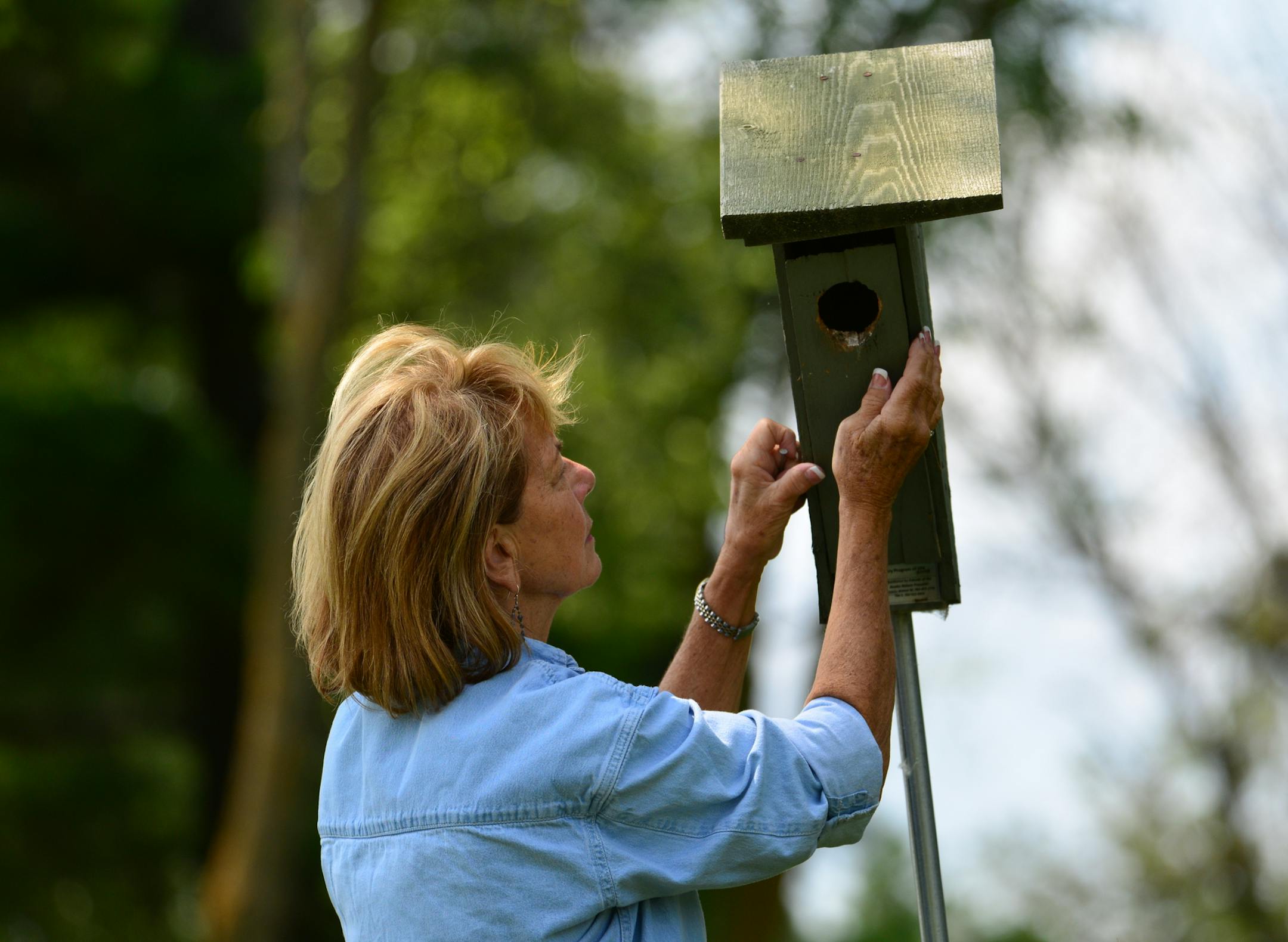 Anoka County bluebird coordinator Jeanne Wilkinson, maintains 39 bluebird houses in Anoka parks, golf courses and even in the cemeteries. ] A bluebird sighting was becoming a rarity 35 years ago when 11 alarmed people created the Bluebird Recovery of Minnesota. They built and hung birdhouses and the first year they reported 22 hatchlings. Last year the group recorded more than 20,000 hatchlings. Today, bluebirds can be seen along many trails and in many parks thanks to their efforts. For the mos