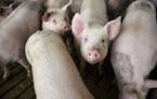 Hogs are kept in a barn, ready to be sold on Tuesday, April 14, 2020, at Prestige Pork in Inwood, Iowa. Mike Ver Steeg, 47, runs Prestige Pork, with t