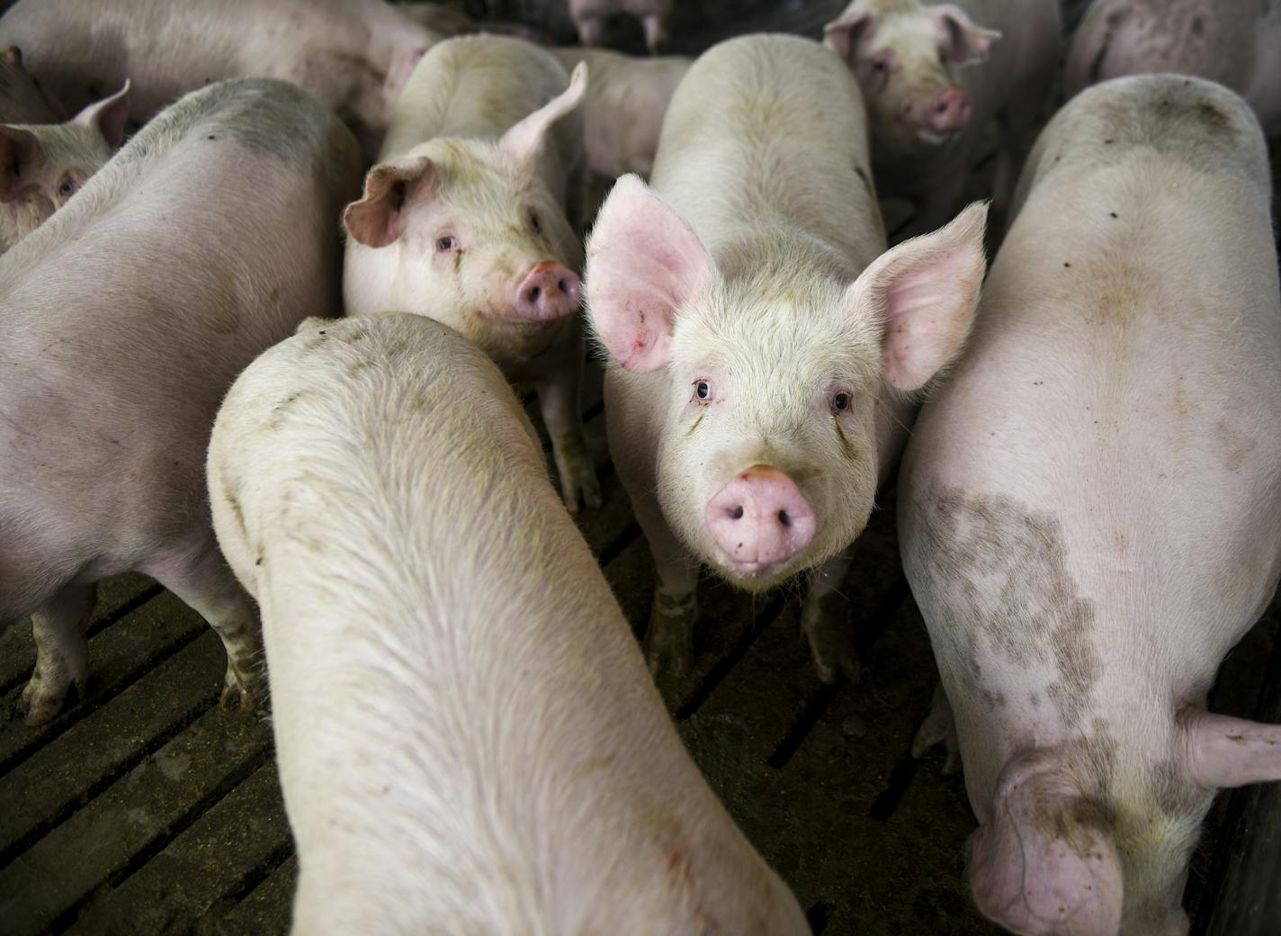 Hogs are kept in a barn, ready to be sold on Tuesday, April 14, 2020, at Prestige Pork in Inwood, Iowa. Mike Ver Steeg, 47, runs Prestige Pork, with the help of his son, and sells his hogs to the John Morrell & Co. plant in Sioux Falls, now owned by the Virginia-based processing company Smithfield Foods. Smithfield's indefinite closure of its Sioux Falls plant due to the coronavirus pandemic forced Ver Steeg to start looking for alternatives and to consider the future of his farm. (Abigail Dolli