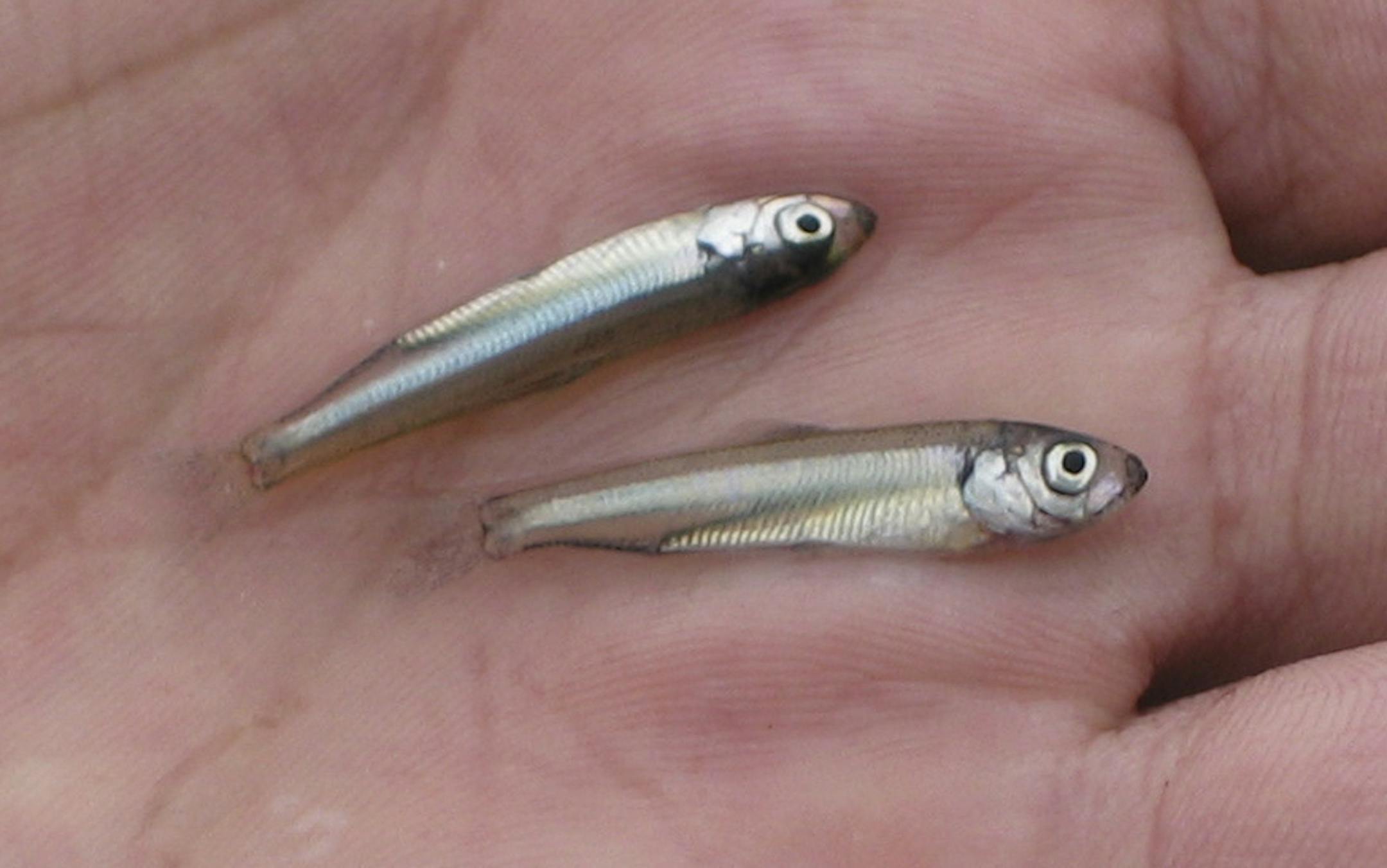 An undated handout photo of small alewife herrings. Researchers found that evolutionary change in alewife herrings since the 18th century had a ripple effect on bluegill. (David Post/Yale via The New York Times) -- NO SALES; FOR EDITORIAL USE ONLY WITH STORY SLUGGED SCI WATCH. ALL OTHER USE PROHIBITED. ORG XMIT: XNYT70
