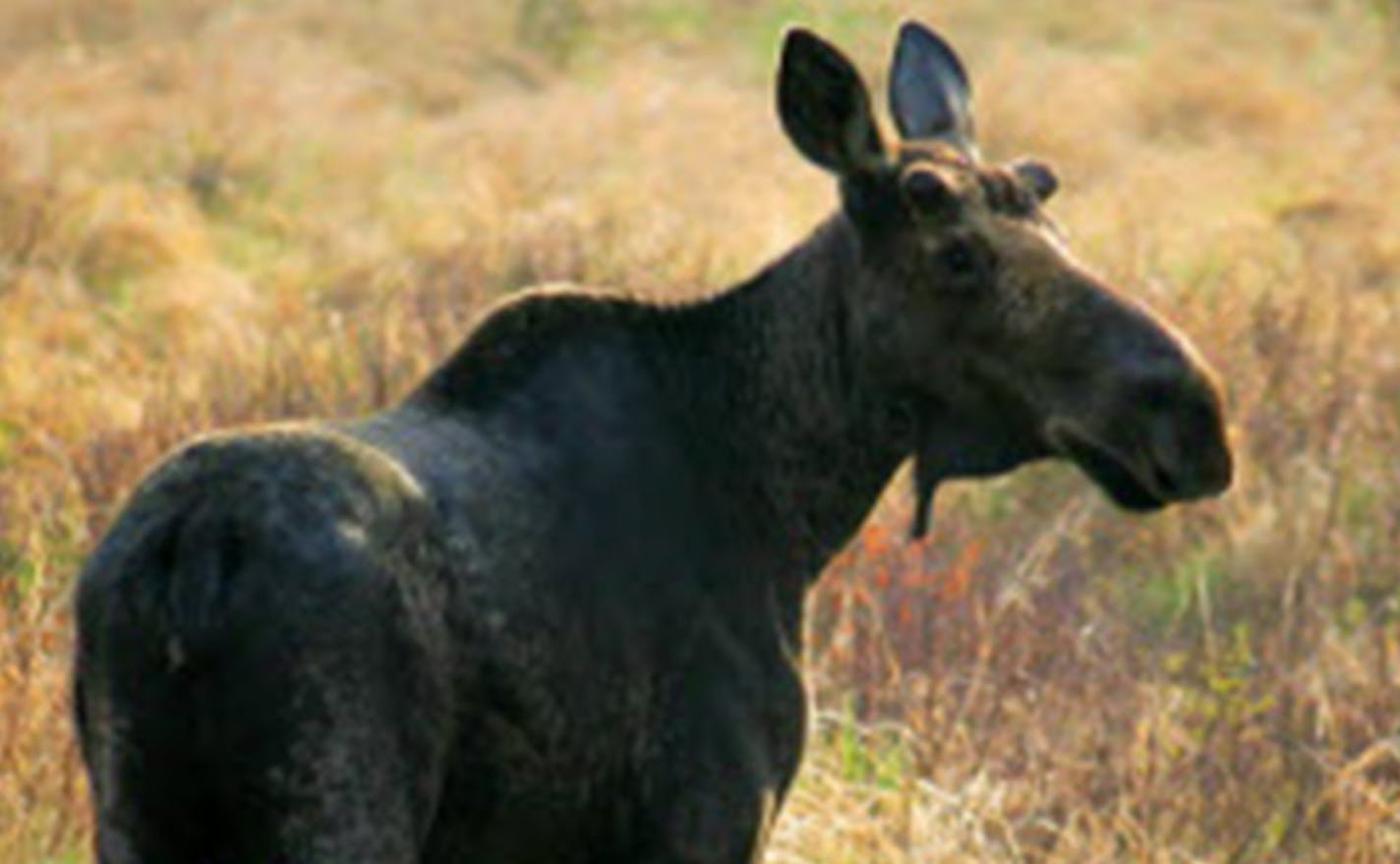 Fon du Lac Band and other Chippewa band members in northeast Minnesota are holding a limited moose hunt this fall, against the DNR's wishes. ORG XMIT: MIN1602260932471392