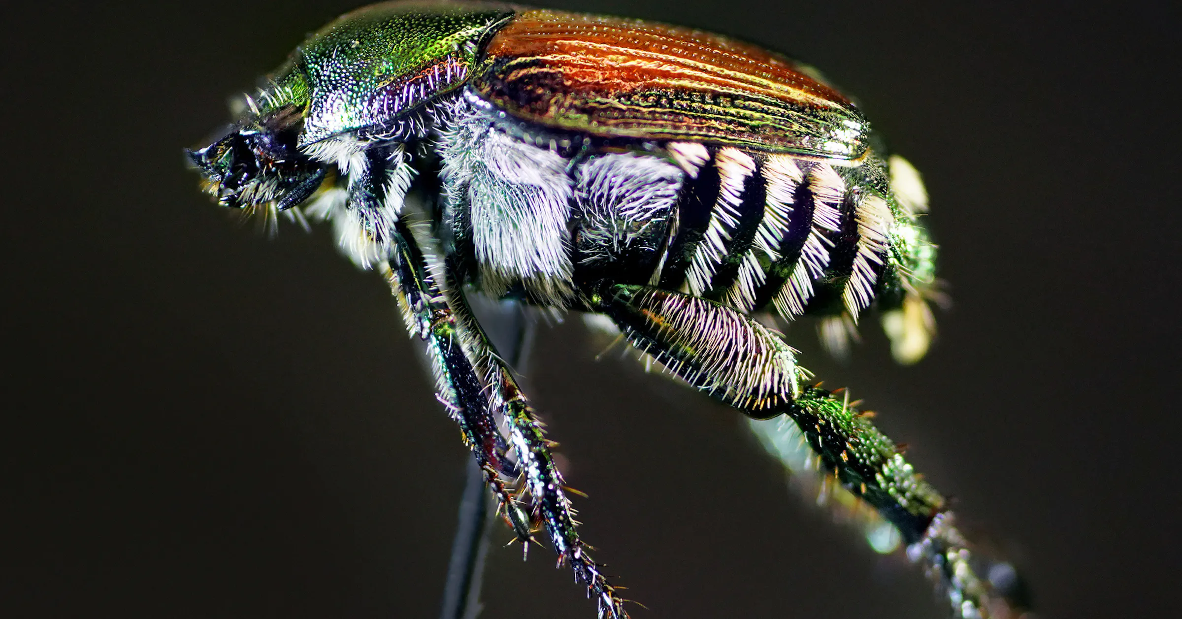 Mn Fall Insects New crop of bugs threatens Minnesota's orchards and fields