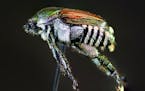 The Japanese beetle feasts on more than 300 species, including roses, grapes, apples and linden trees. It is among Minnesota's "Big 3" invasive insect