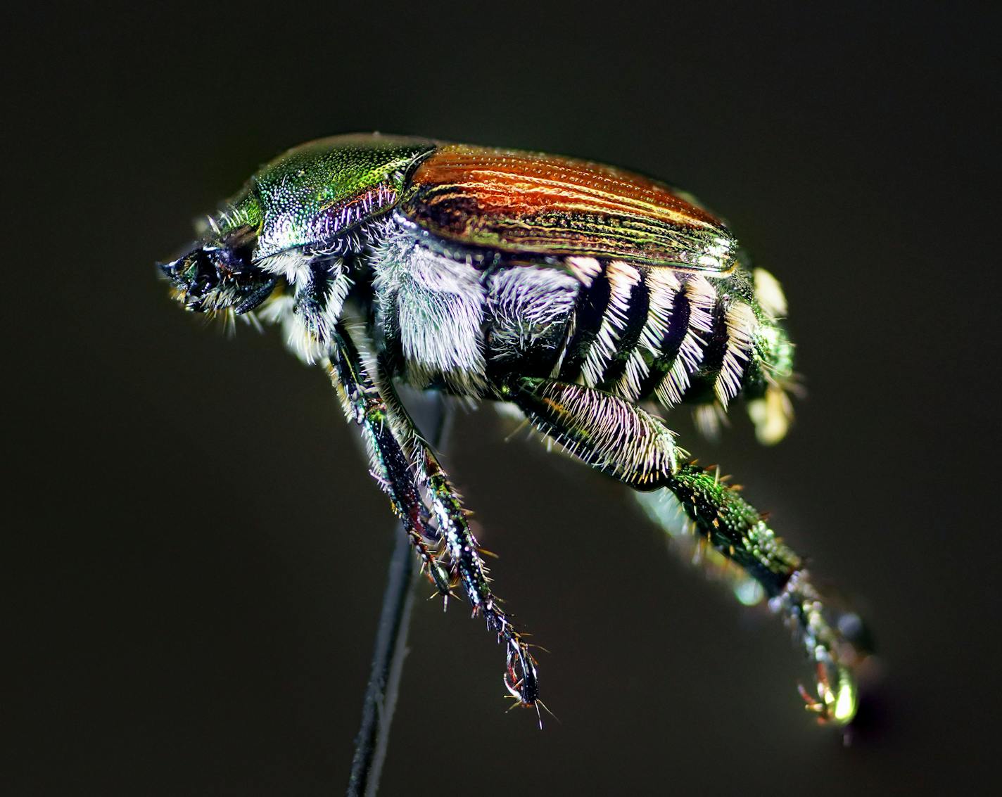 The Japanese beetle feasts on more than 300 species, including roses, grapes, apples and linden trees. It is among Minnesota's "Big 3" invasive insects, a list that includes the spotted wing drosophila the brown marmorated stink bug.