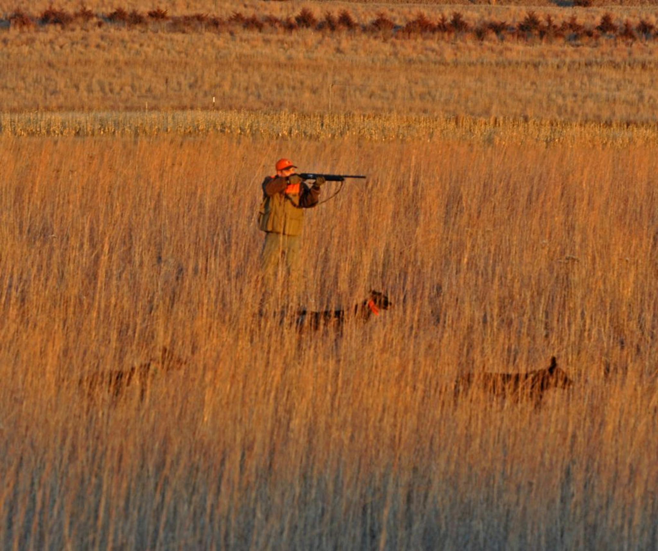 Bathed in late afternoon sunlight, a hunter shooting over good dogs might bag one of the uplands' true trophies: a December rooster.
