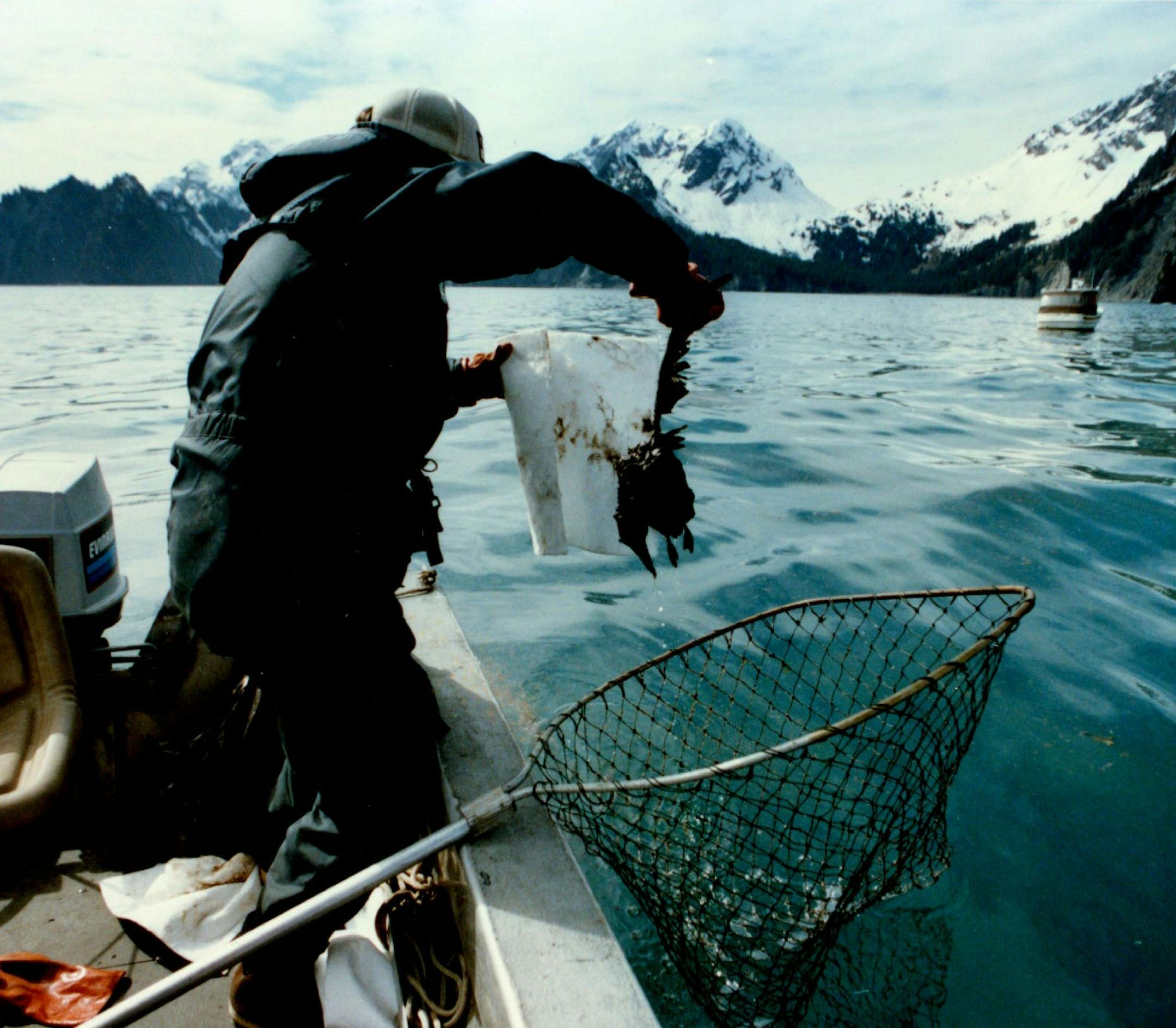 June 22, 1989 Don Thomas, a surveyor by trade, but now working for EXXON, plucks an oil soaked bird out of Prince William Bound in late April, Two months have passed and the sea still coughs up dead birds with every change of the tide. June 25, 1989 Brian Peterson, Minneapolis Star Tribune