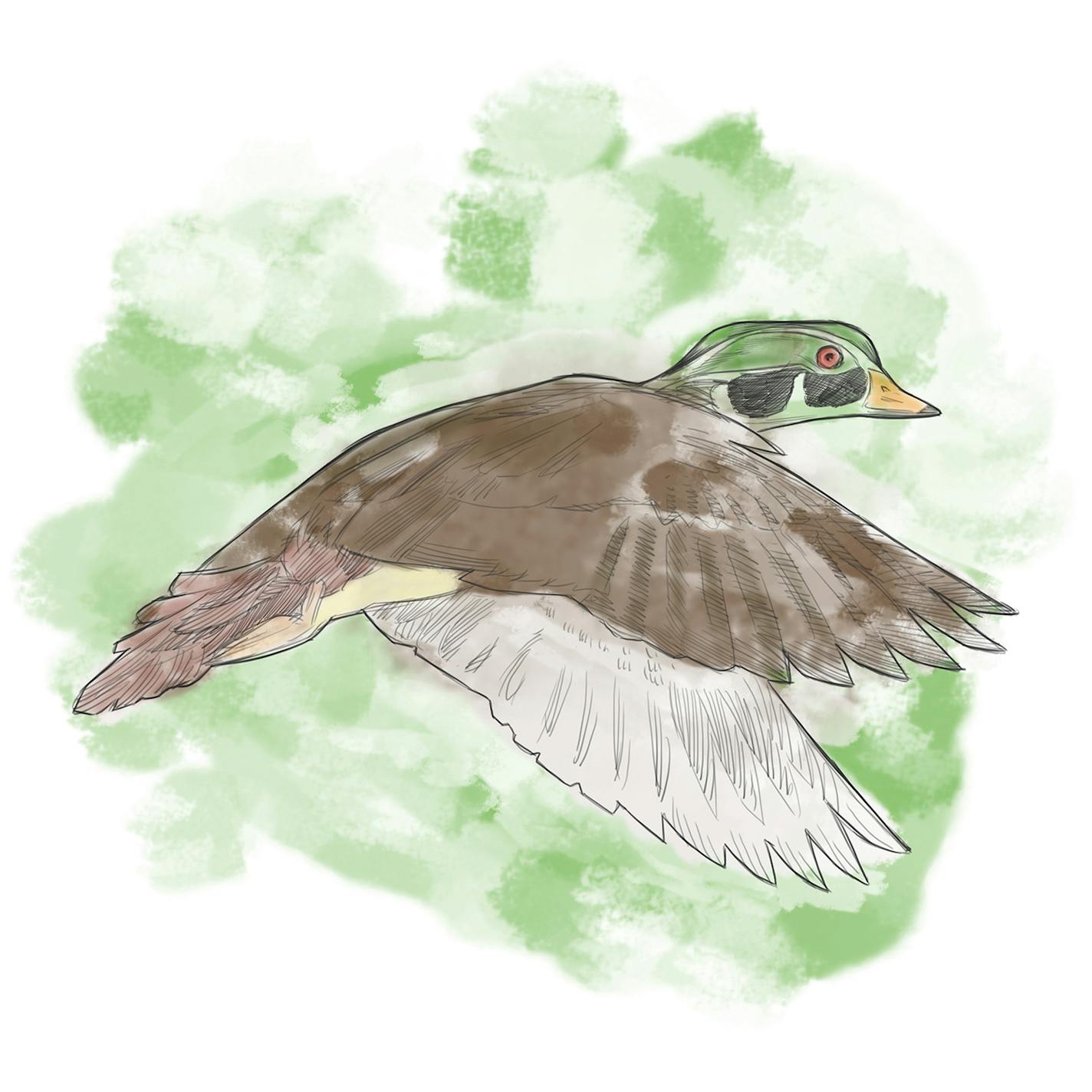 Wood duck illustration by Anthony Hary, for Outdoors Weekend.