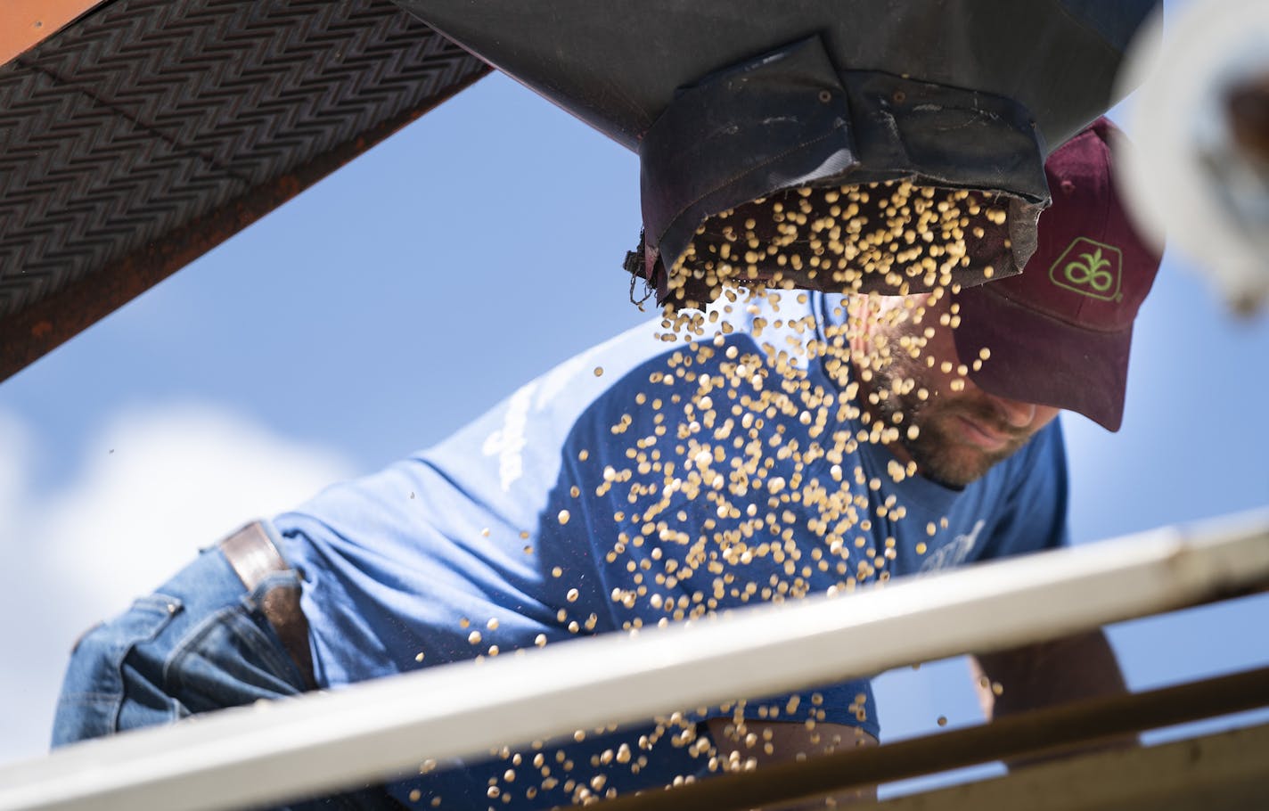 Brent Fuchs filled soybean seed into the trailer of Connie Cihak who was eager to plant her fields having had to wait so long because of wet conditions. Fuchs is Cihak's seed dealer and has had to change her seed order four times to account for the late season. They are in Dundas, Minn., on Monday, June 10, 2019. Cihak says they won't be able to plant 600 acres of their 1700 acre farm. ] RENEE JONES SCHNEIDER &#xa5; renee.jones@startribune.com