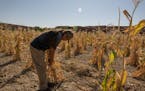 Curtis Naseyowma tends to corn crops in Lower Moenkopi Village, Ariz., on the Hopi Reservation, Sept. 20, 2021. The Hopi tribe has survived for more t