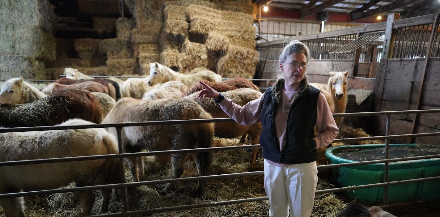 Shirley Kittleson has unwanted guests. They eat too much and they won't go home. But Kittleson's guests aren't holiday visitors. They're miniature horses -- a herd of 72 that was dumped on her after Humane Society officials took them from a farm that couldn't care for them. Now this small-town Minnesota veterinarian has housed the horses for 18 months, and she can't get anyone to pay for their care. brian.peterson@startribune.com
Sherburn, MN
Tuesday, December 17, 2019