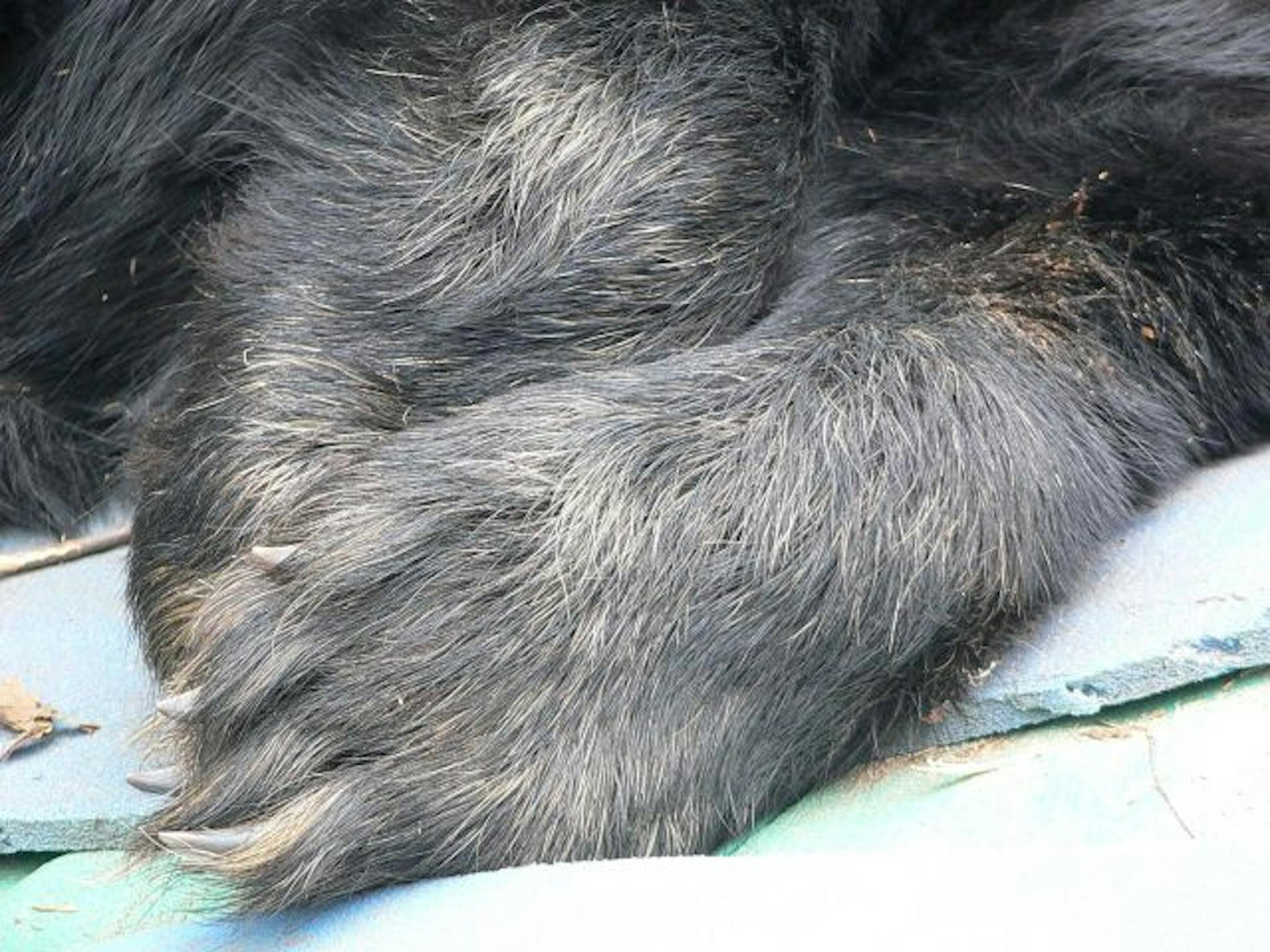 Bear No. 56's paws are turning gray, and her teeth are worn, chipped or missing. Still, overall, researchers say she's in remarkably good health. They are curious to find out how long a bear can survive in the wild.