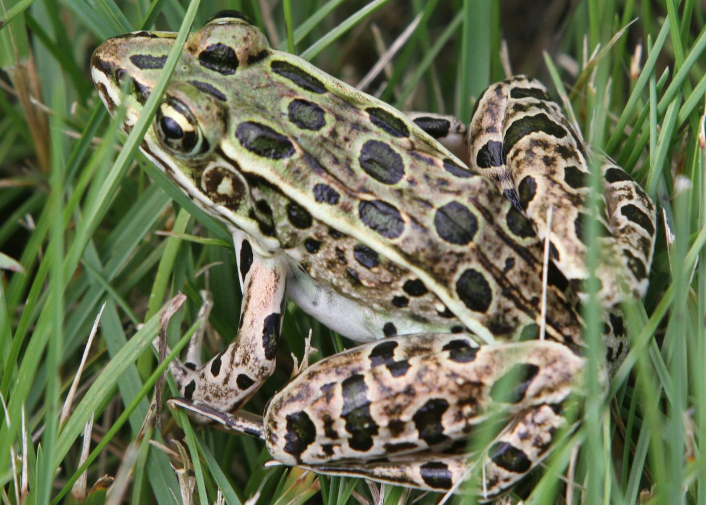 A normal frog hopped in the grass next to Ney Pond as retired Biologist Judy Helgen talked about the discovery in 1994 of deformed frogs at the Ney Pond in Henderson MN. Judy Helgen revisited the pond along with former elementary school students who made the discovery. Helgen was photographed on 8/22/12. The pond, now part of the Ney Nature Center became the national epicenter of the discovery of hundreds of deformed frogs and what it ment for humans.] Bruce Bisping/Star Tribune bbisping@startri