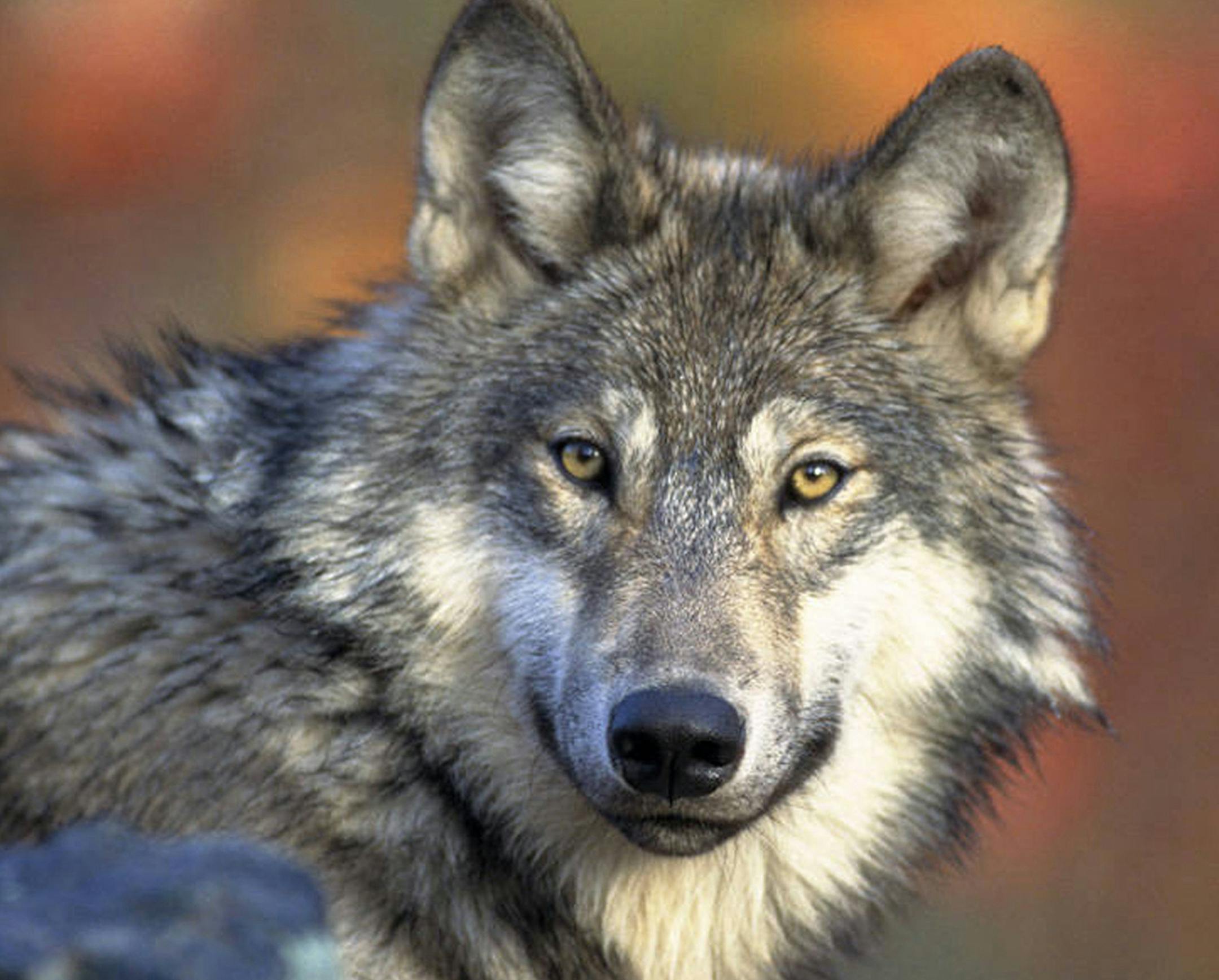A gray wolf in 2008.
