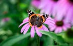 Butterfly garden. ] GLEN STUBBE * gstubbe@startribune.com Friday, July 15, 2016 Beautiful Gardens winners Mark Addicks and Tom Hoch who tend a seclude