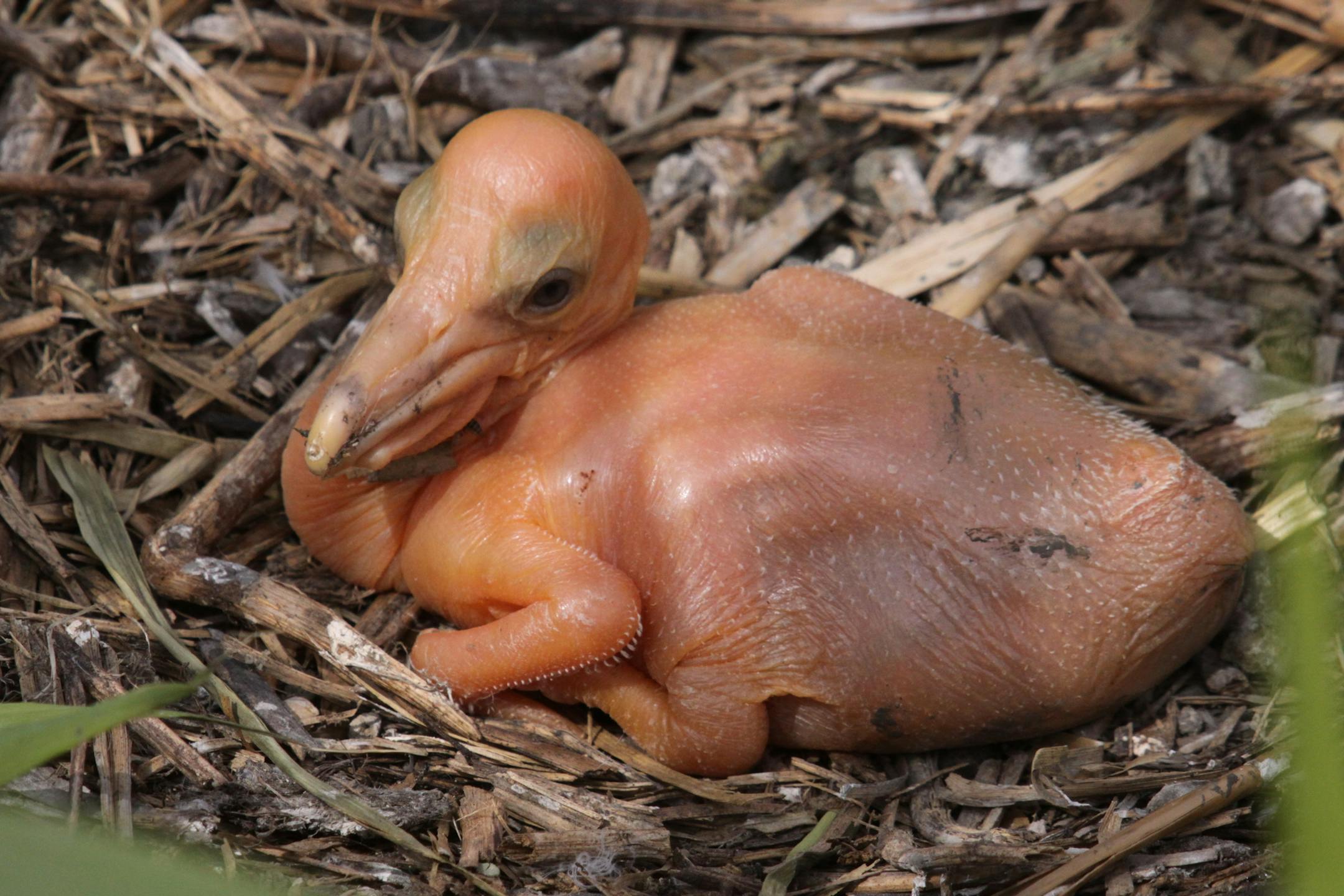 Photo by Carrol Henderson. American white pelican chicks, Marsh Lake.