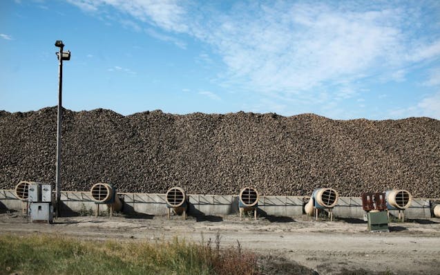 Sugar beets at the American Crystal Sugar facility in East Grand Forks MN.