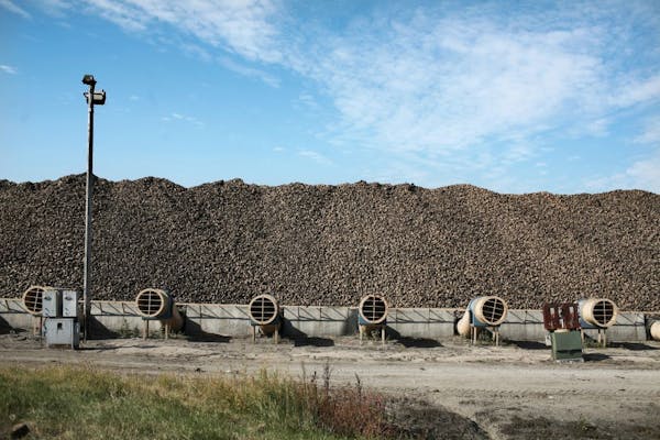 Sugar beets at the American Crystal Sugar facility in East Grand Forks MN.