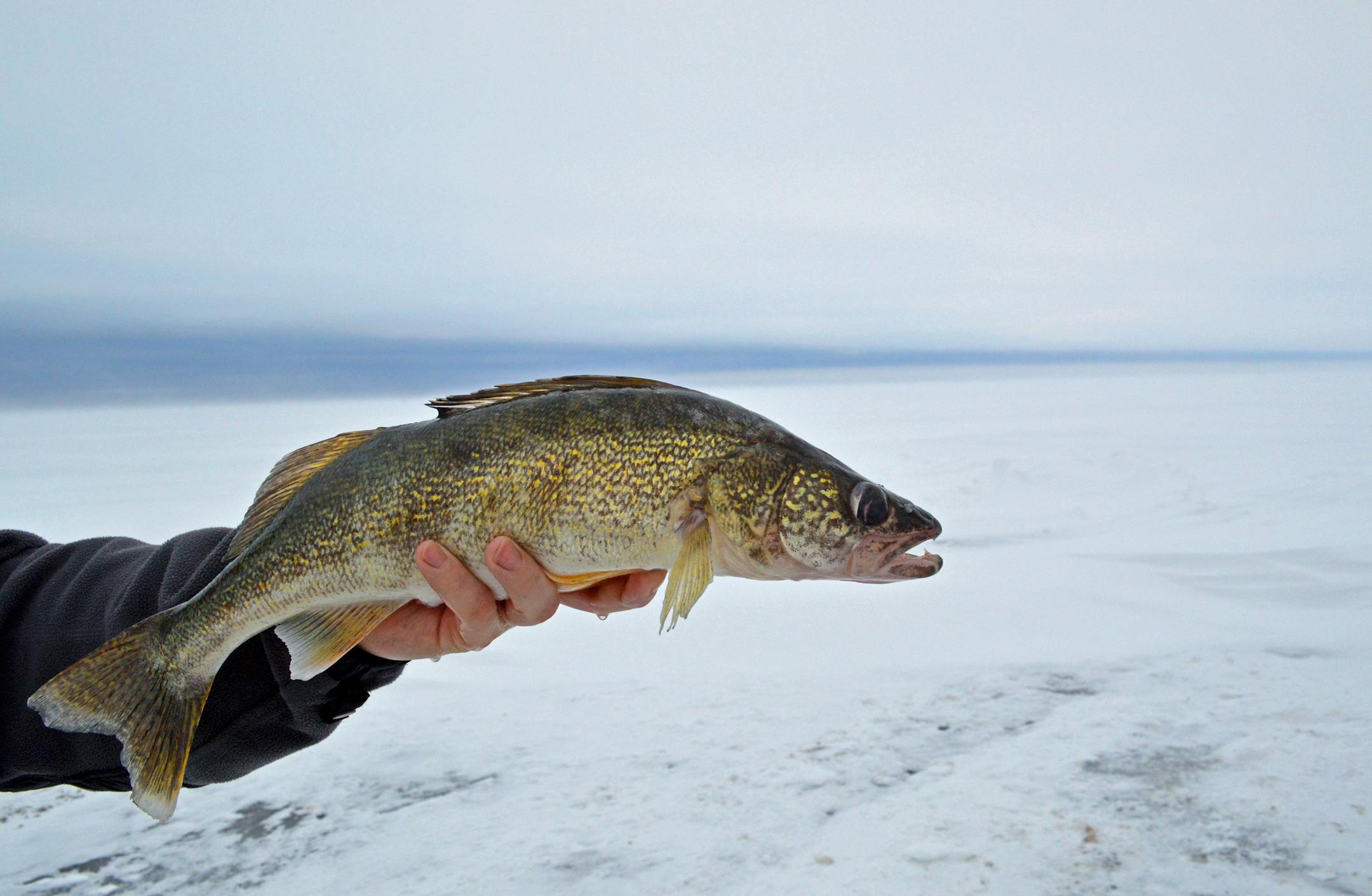 Anglers are able to keep more larger fish on Upper Red Lake, thanks to the DNR's change in the slot.