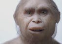 This 2015 picture provided by Kinez Riza shows a reconstruction model of Homo floresiensis by Atelier Elisabeth Daynes at Sangiran Museum and the Earl