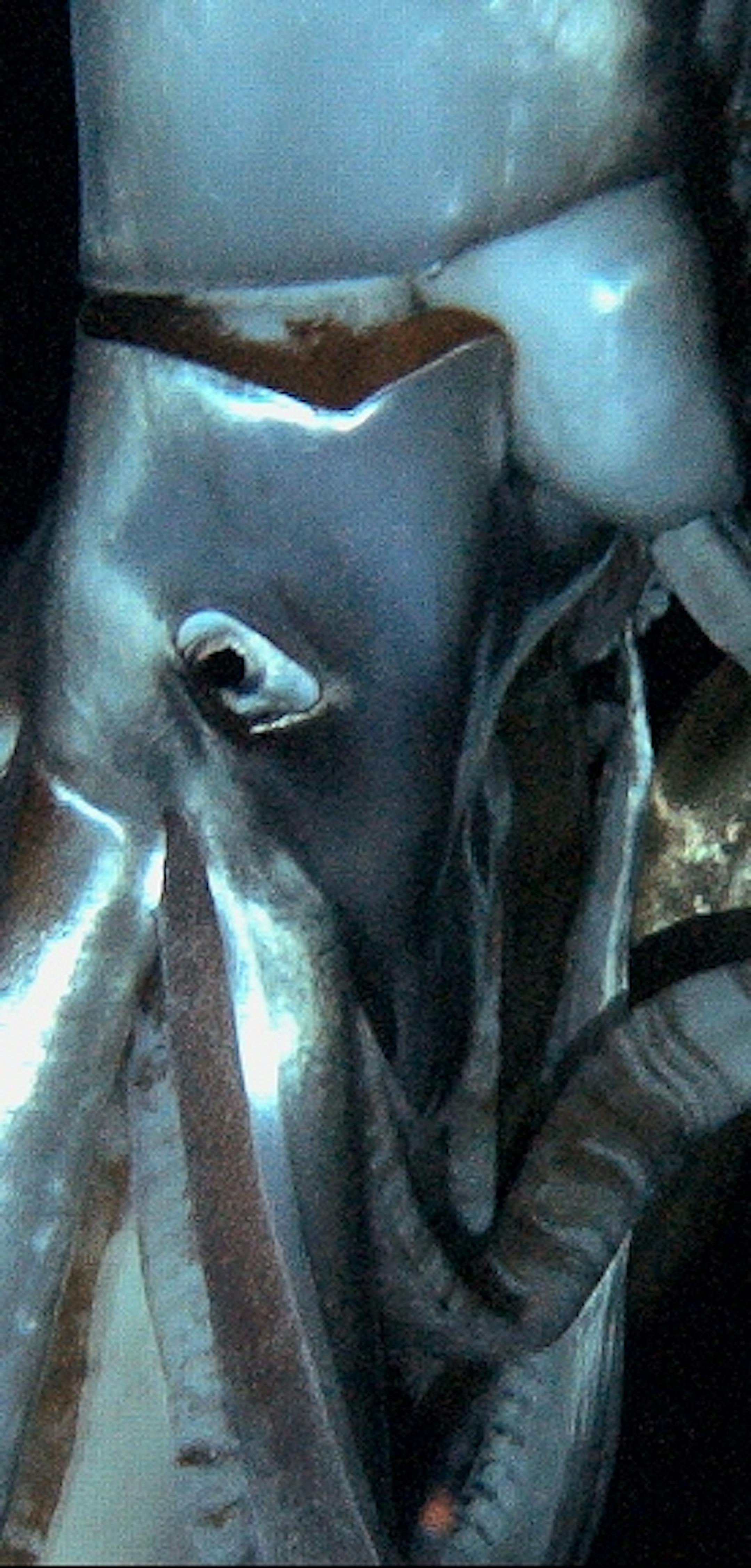 In this television image made from video recorded in the summer of 2012 provided by NHK and Discovery Channel, a giant squid swims in the deep sea off Chichi island, Japan. (AP Photo/ NHK/NEP/Discovery Channel ) EDITORIAL USE ONLY, MANDATORY CREDIT