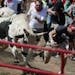 At the Great Bull Run held at the Elk River Extreme Motor Park, Minnesotans were able to run with the bulls on a quarter-mile course after being forti