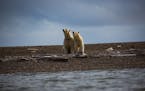 FILE-- Polar bears in Kaktovik, Alaska, within the Arctic National Wildlife Refuge, Sept. 11, 2016. The prospects for opening the refuge to oil and ga
