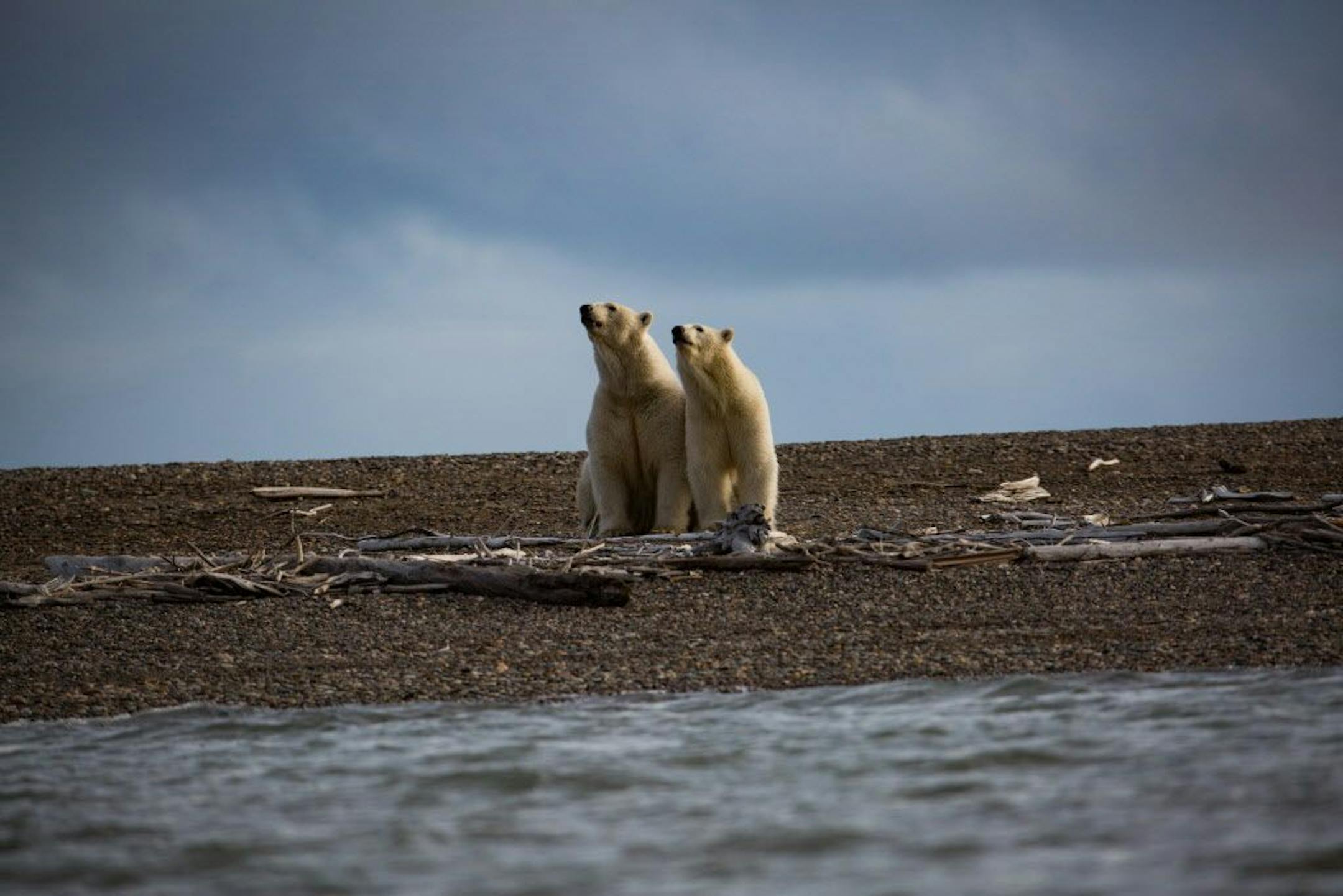 FILE-- Polar bears in Kaktovik, Alaska, within the Arctic National Wildlife Refuge, Sept. 11, 2016. The prospects for opening the refuge to oil and gas exploration are better than they have been in years.
