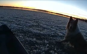 Screenshot of a Chisago County Sheriff's video showing the rescue of Honey the collie.
