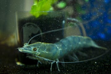 A regional system provides enough dependable, clean water to farm shrimp in landlocked Luverne, Minn.