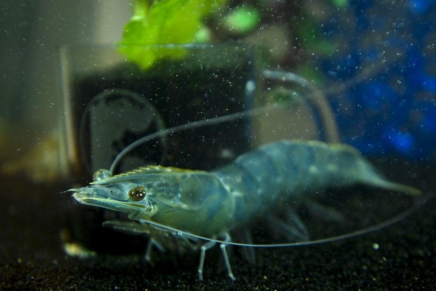 A regional system provides enough dependable, clean water to farm shrimp in landlocked Luverne, Minn.