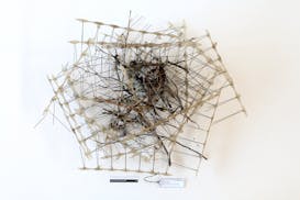 An undated photo provided by Kees Moeliker of a crow’s nest, made using strips of anti-bird spikes.