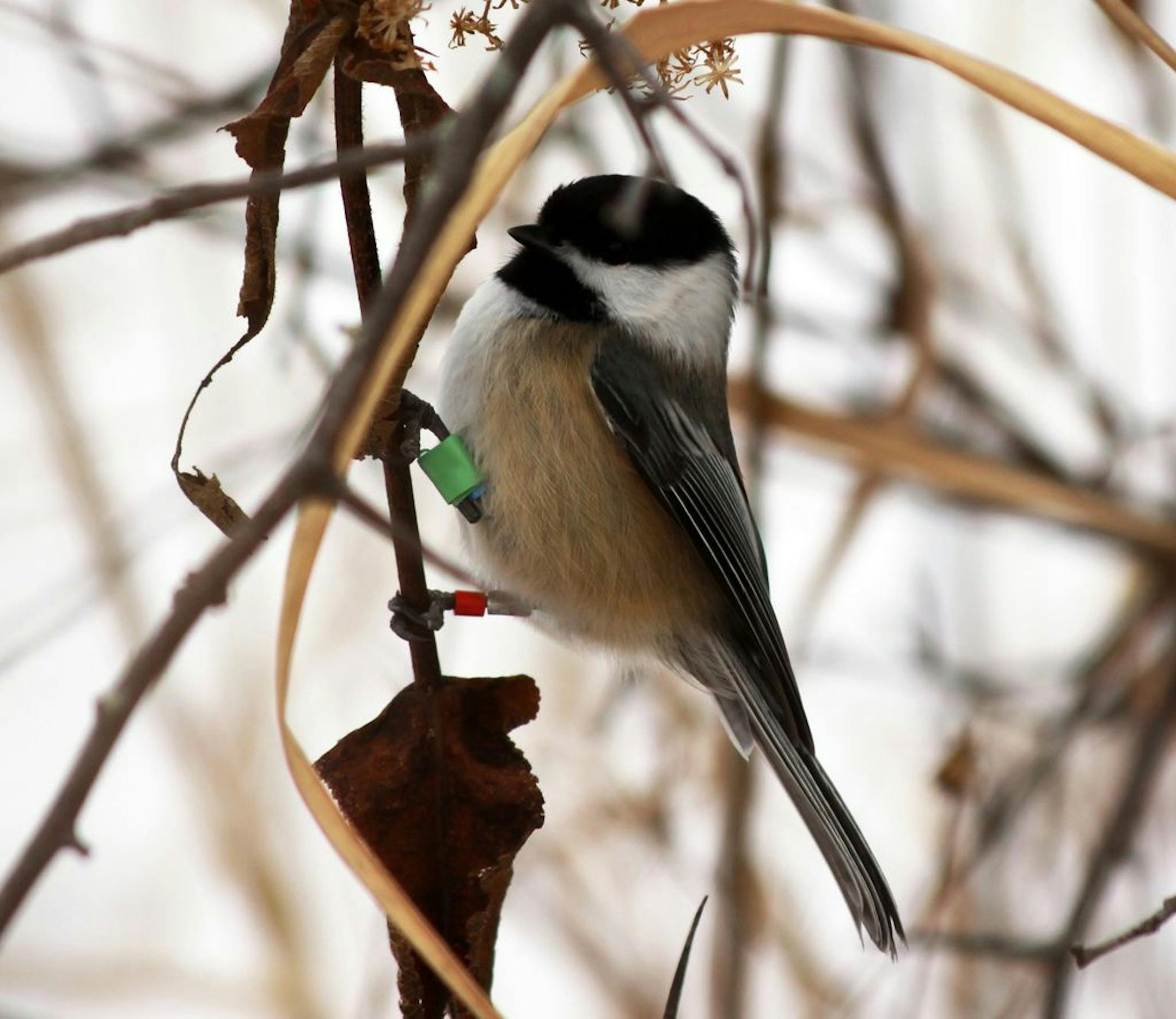 This small tag on the chickadee's leg reveals what he's up to each day.
