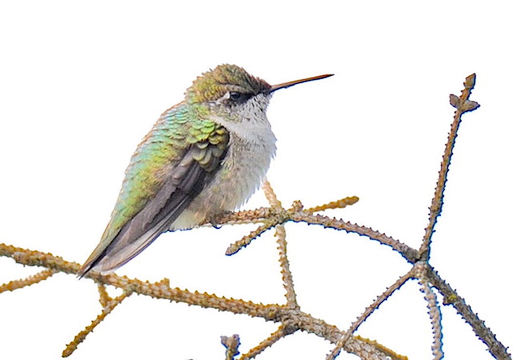 A ruby-throated hummingbird rests for a bit.