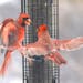 Two male cardinals fly face at each other immediately in front of a tube bird feeder.