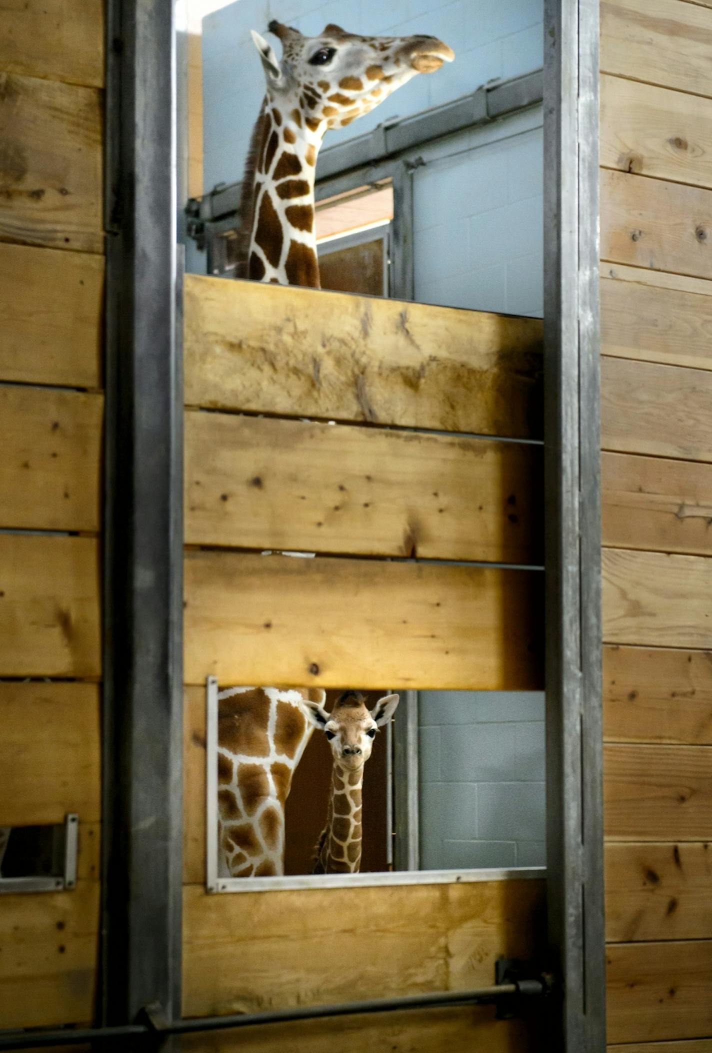 Clover with her 3-day old calf at the Como Zoo chose to stay inside for now but is free to wander out in the public areas of the zoo when she is ready.