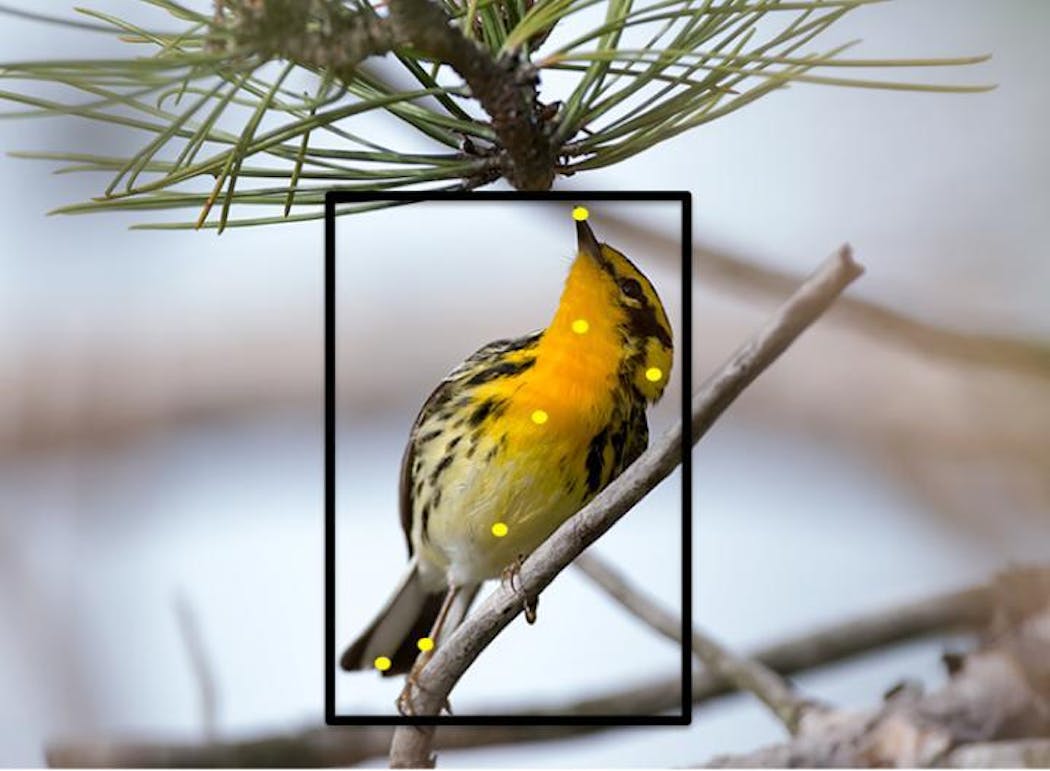 Users helped train Merlin to recognize 400 bird species, including Blackburnian warbler, shown here, by clicking on parts of the birds.