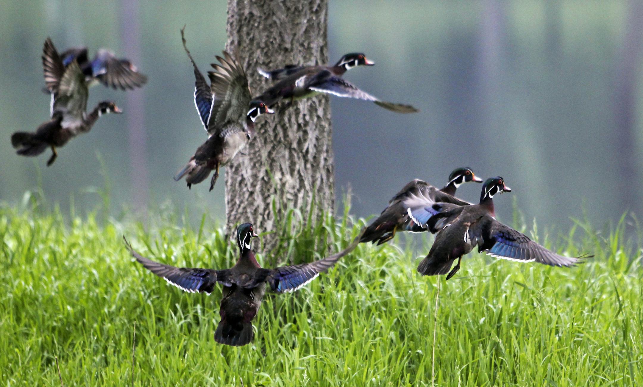 A group of drake wood ducks take to the air in Powderhorn Park Wednesday, June 5, 2013, in Minneapolis, MN.](DAVID JOLES/STARTRIBUNE) djoles@startribune.com A national park-preservations nonprofit rated Minneapolis parks No. 1 in the country among the 50 largest cities.