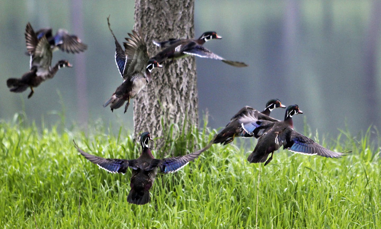 A group of drake wood ducks take to the air in Powderhorn Park Wednesday, June 5, 2013, in Minneapolis, MN.](DAVID JOLES/STARTRIBUNE) djoles@startribune.com A national park-preservations nonprofit rated Minneapolis parks No. 1 in the country among the 50 largest cities.