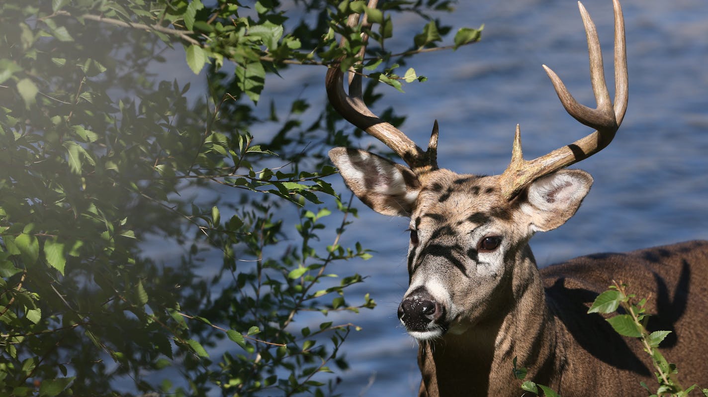 An eight point buck grazed along the banks of the Mississippi not far from the lock and dam and the Stone Arch Bridge in downtown Minneapolis on 10/1/13. Animal Control was waiting until evening to remove the buck from the small strip of land along the south shore.] Bruce Bisping/Star Tribune bbisping@startribune.com