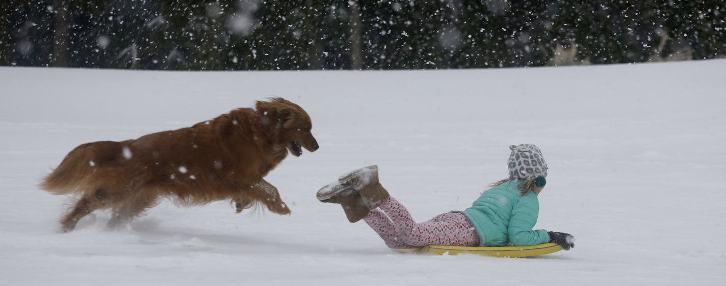 Finley Bork, 7, sleds down a hill, while being chased by a playful dog, on a golf course at the Isle of Palms, S.C., Wednesday, Jan. 3, 2018. A brutal winter storm dumped snow in Tallahassee, Florida, on Wednesday for the first time in nearly three decades before slogging up the Atlantic coast and smacking Southern cities such as Savannah and Charleston, South Carolina, with a rare blast of snow and ice. (AP Photo/Mic Smith)