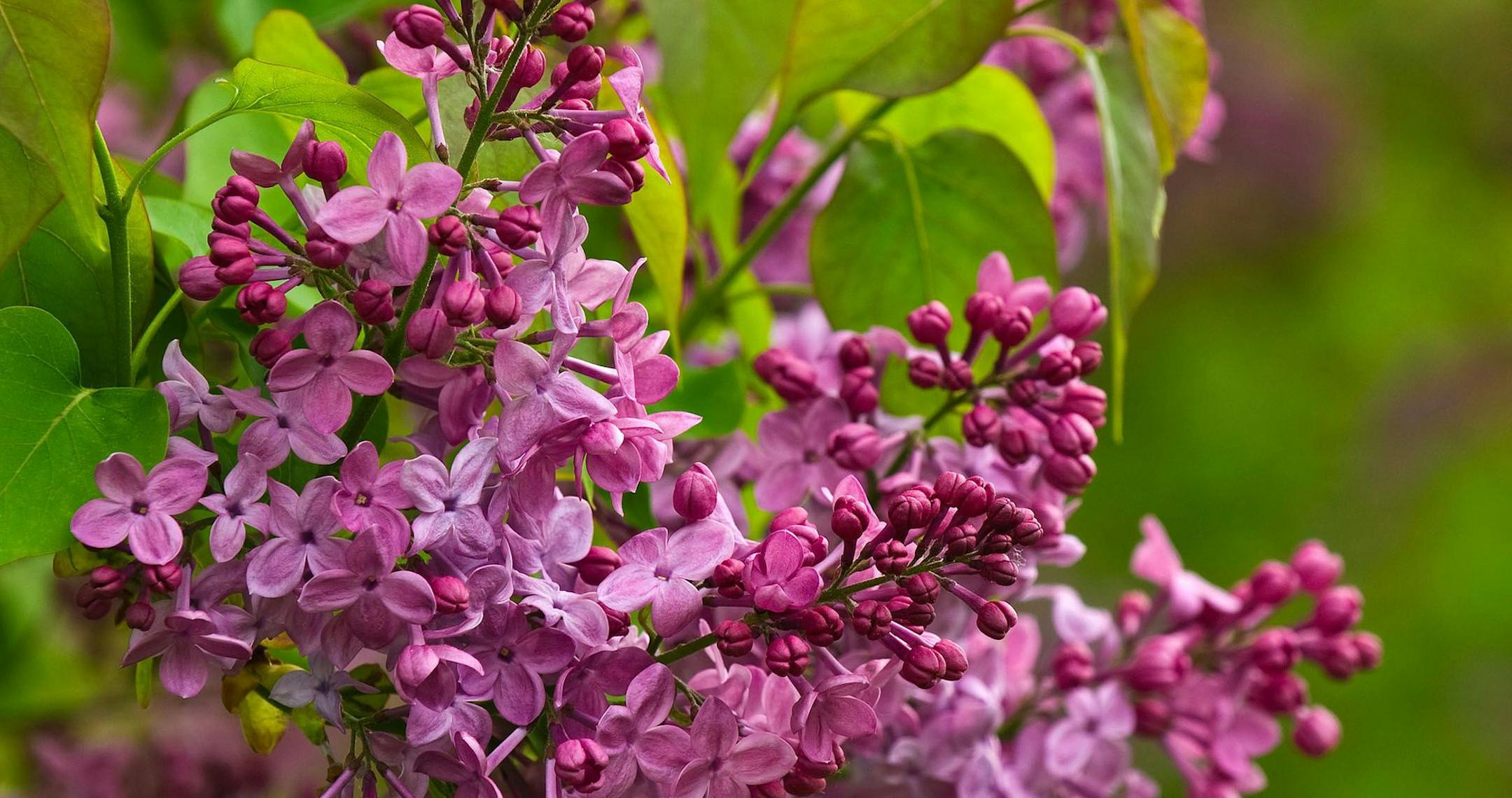 Lilac