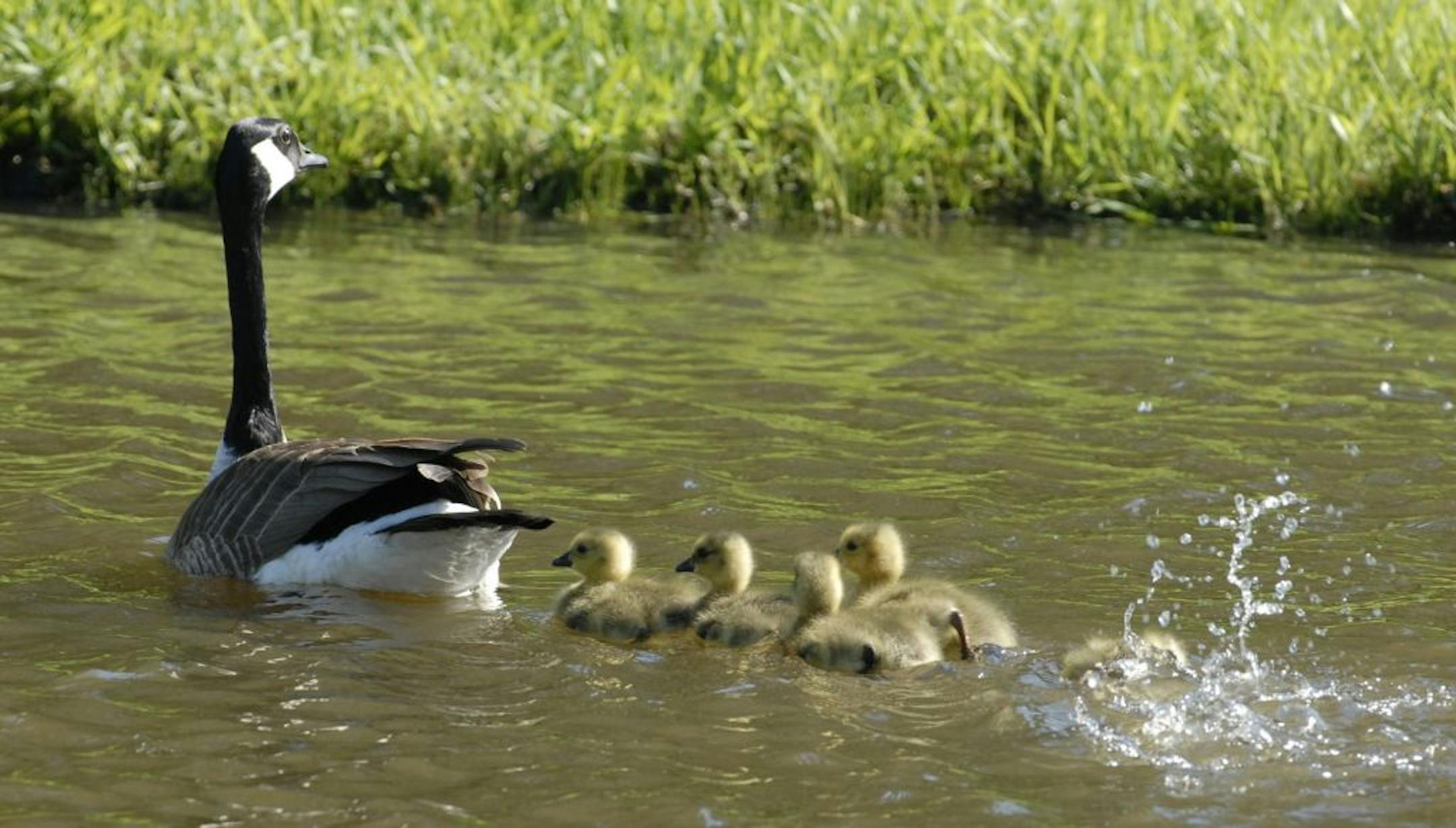 Canada goose with goslings
credit: Jim Williams