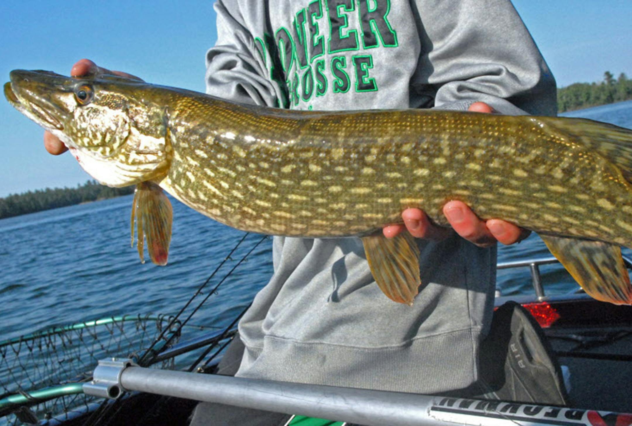 Pike Rules: New statewide northern pike regulations take effect May 12. The state has been divided into three pike zones. In the majority of the state (north-central zone) anglers can keep 10 northerns, but not more than two longer than 26 inches; and all from 22 to 26 inches must be released. In the northeast zone, anglers will be able to keep just two pike; and all from 30 to 40 inches must be released. Southern zone anglers can keep two with a minimum size of 24 inches. ORG XMIT: MIN170209121