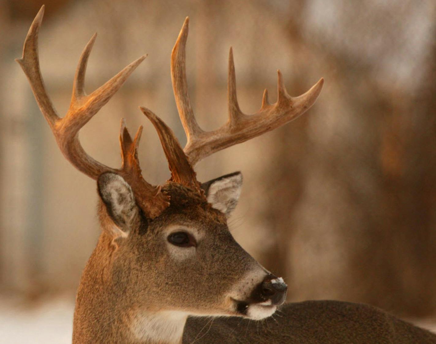 The proposal last week from the DNR to lower deer densities while reconfiguring deer permit areas for this fall in northeast Minnesota was a shocker, considering many hunters across that area have had trouble in past seasons even seeing deer, much less killing one.