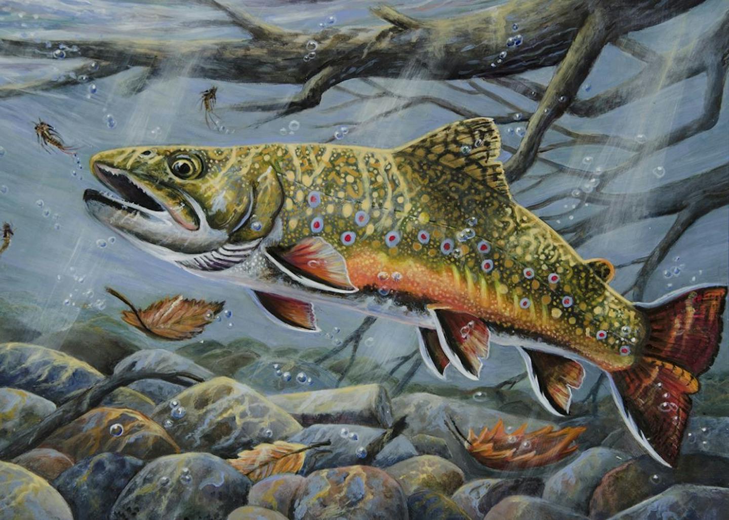 Dentist self taught painter wins second Minnesota trout and