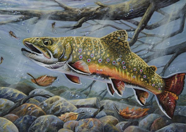 Richard Goodkind painted this brook trout to win the contest.