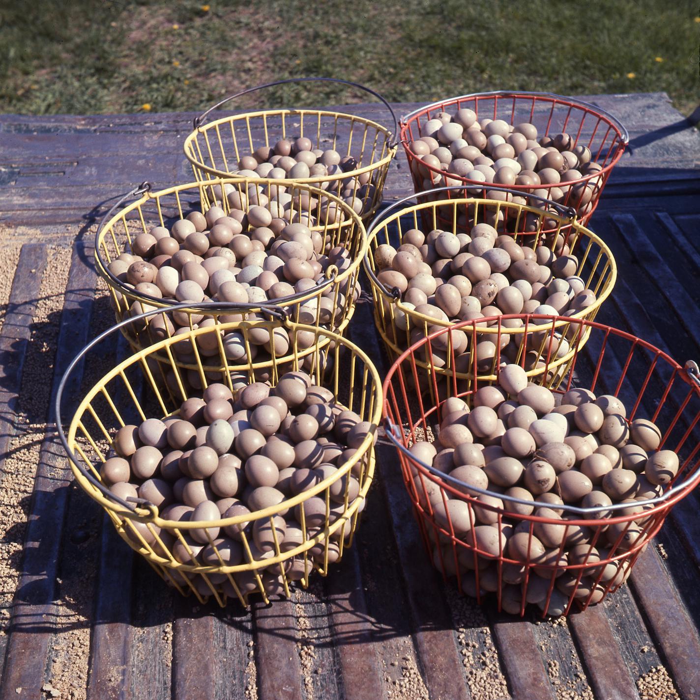 CV-27 Baskets of pheasant eggs collected from pens at Carlos Avery May 1970