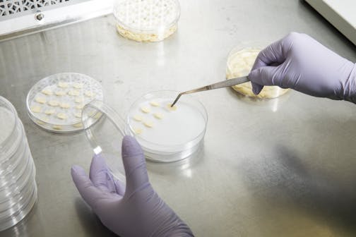 A U of M review found that some gene-editing research done by Calyxt founder Dan Voytas wasn't reviewed by a required committee at the university. File photo of a researcher working with samples in a Calyxt lab.